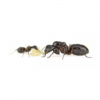 Camponotus herculeanus